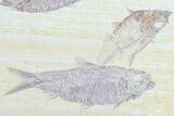 Diplomystus & Knightia Fossil Fish Association #75972-3